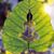 Lynn Steele Contino's profile image