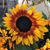 Tracy Pierson's profile image