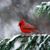 Diane Croteau's profile image