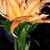 Sandra Martin Cash's profile image
