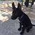 Langer Langer's profile image