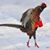 Linda Burnette Sealey's profile image