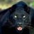 Shane Beelman's profile image