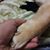 Marcy Muccitelli Houck's profile image
