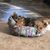 Carol Baker Brong's profile image