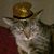 Harold J. Tuttlebutt's profile image