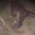 Joe Grizzly's profile image