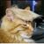 Cat Schultz's profile image