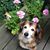 Susan B Mulholland Art's profile image