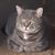Jane E Mills's profile image