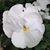 Shelly McVea Jones's profile image