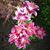 Linda DiStefano's profile image