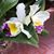 Brenda Beaujon Meiboom's profile image