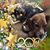 Rose Stefanyszyn's profile image