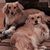 Carol Ciffolillo's profile image