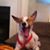 Julene Adams Zak's profile image
