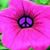 Renee Wyse Nunn's profile image
