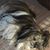 Maureen L Lelko's profile image
