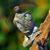 Alice Swatzell Maddox's profile image