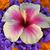 Amaya Ma Onalani's profile image