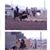 Steffe Sell's profile image