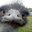 Bird Brain's profile image