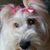 Rose Dwyer's profile image