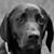 Steve Bennett's profile image