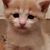Corinnas Thomas's profile image