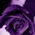 Brandy Lee's profile image