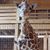 Lori Williams Johnson's profile image
