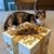 Debra DeLorenzo's profile image