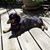 Rooney Dively's profile image