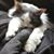 Michele Marie Defay's profile image