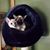 Deborah Maness's profile image