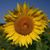 Judy Josephson's profile image