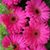 Olga Bustos's profile image