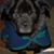 Lorie A Luttman Harrell's profile image