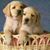 Cristina Arciniega's profile image