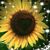 Lori Maynard Ross's profile image