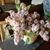 Cyndi Saxon's profile image