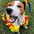 Angie Segerblom's profile image