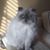 Lisa Meade's profile image