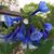 Paula Neumann Chapa's profile image