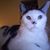 Connie Kleber Gasperetti's profile image
