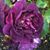 Barbara White-Baskins's profile image