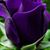 Beverly Y. McGinnis's profile image