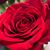 Andrea Edwards's profile image