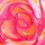 Sara Su's profile image