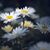 Karen Haile Ward's profile image